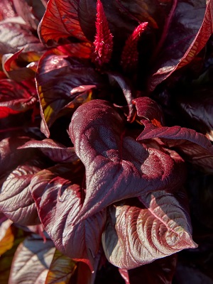 CELOSIA Sol Lizzard Leaf